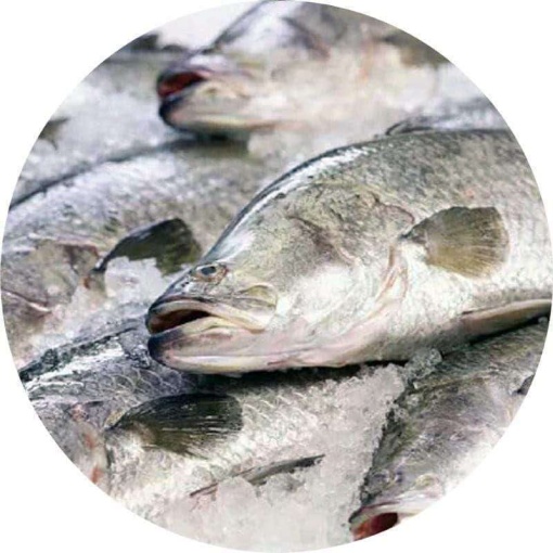 Baby Barramundi