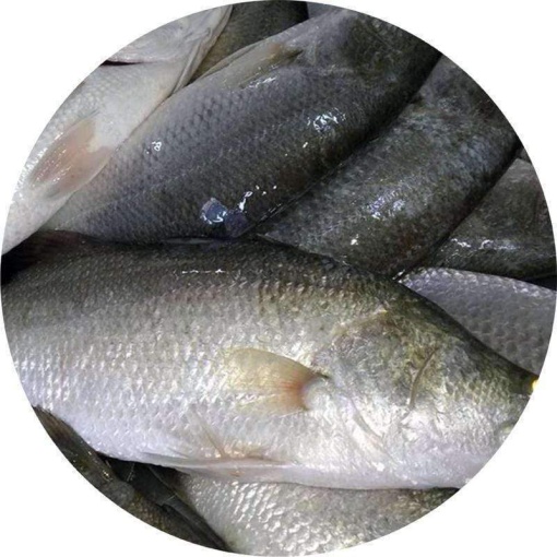 Large Wild Barramundi