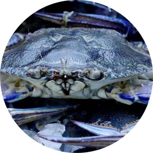 Blue Swimmer Crab
