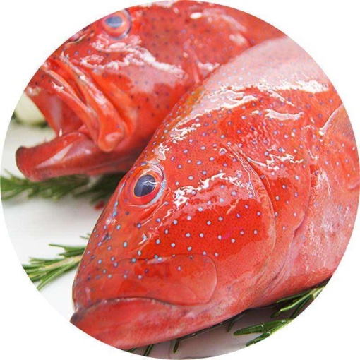Coral Trout