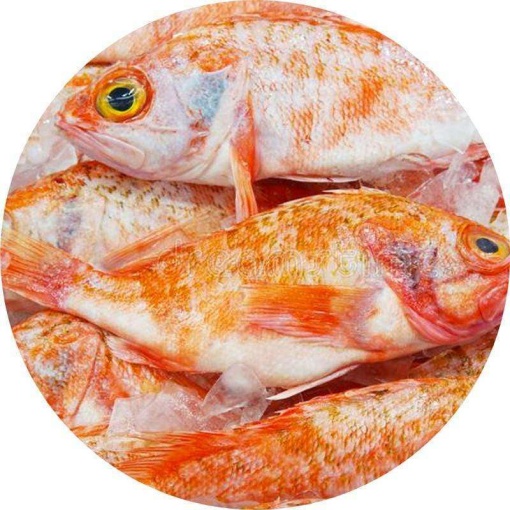 Ocean Perch