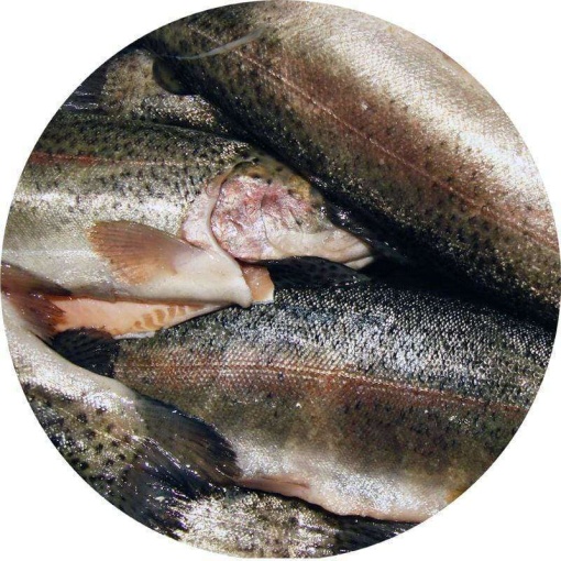 Rainbow Trout