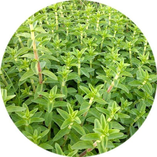 Rice Paddy Herbs