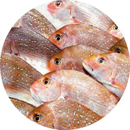 Longline Snapper