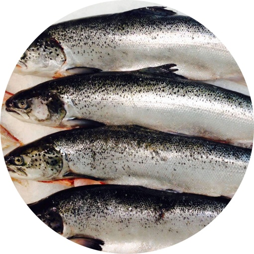 Whole Salmon