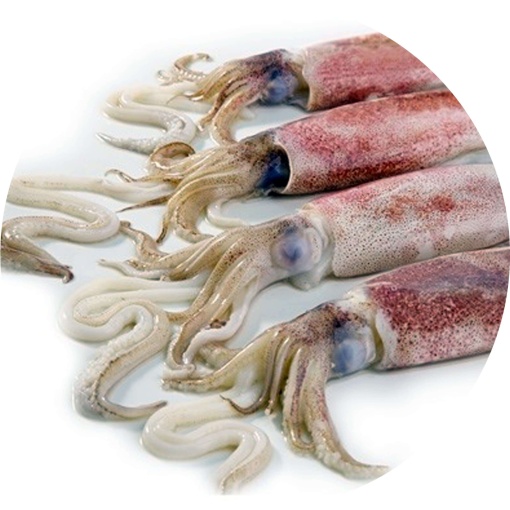 Fresh Whole Calamari