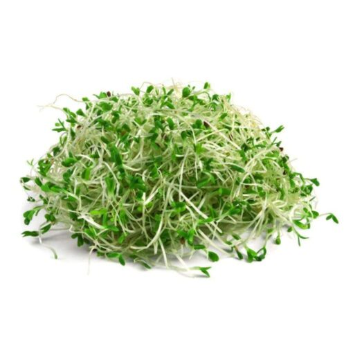 alfalfa 1 e0fd0210 cfd9 4925 b791 df19b3c923cf