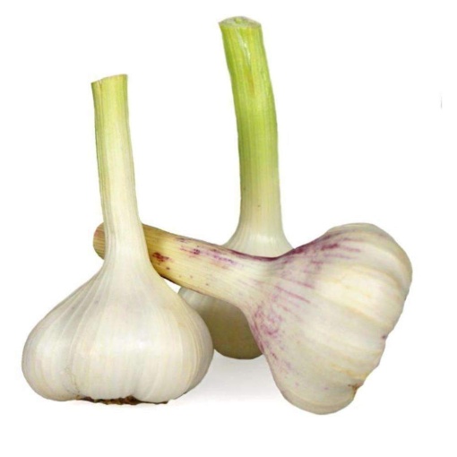 Garlic Fresh