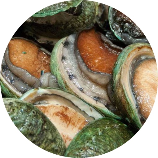 Green Lip Abalone