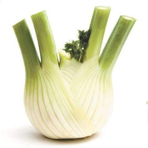 Fennel