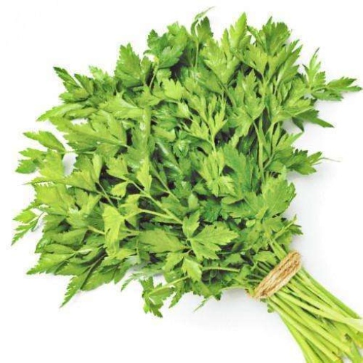 Parsley Continental (Bunch)