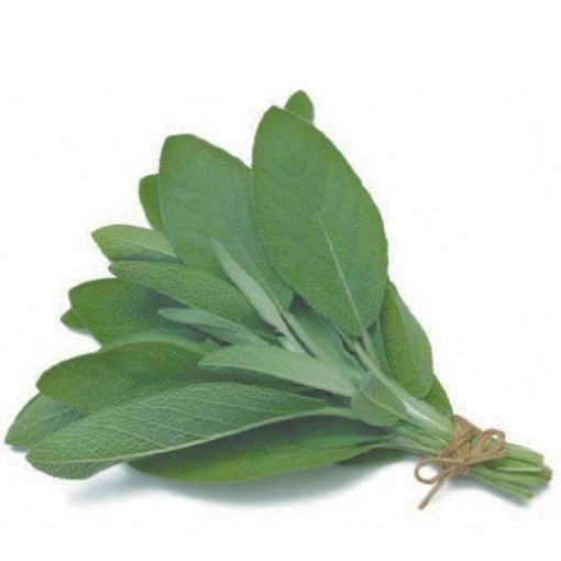 Sage (10G Punnet)