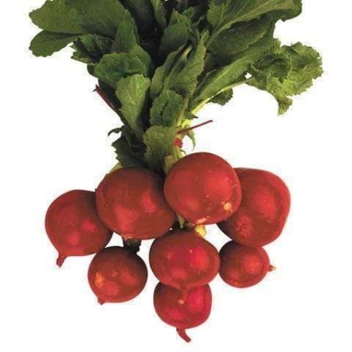 Raddish Red (Bunch)