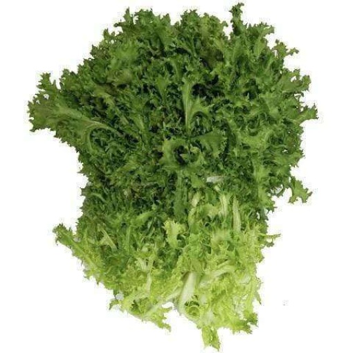 Endive