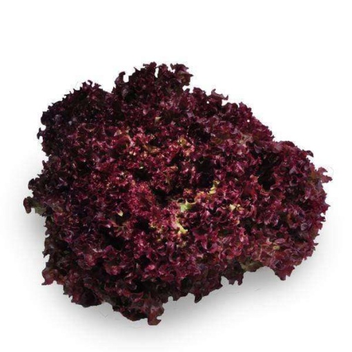 Lettuce Living Red Coral Leaves (Each)
