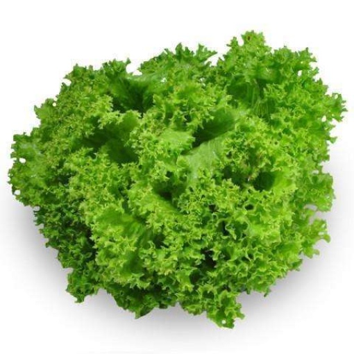Lettuce Living Green Coral (Each)
