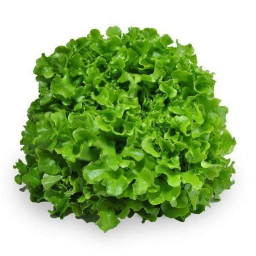 Lettuce Living Green Oak Leaves (Each)