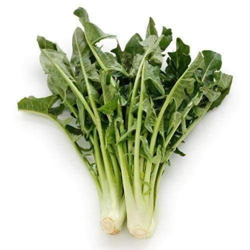 Chicory