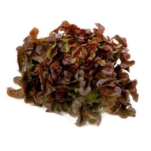 Lettuce Living Red Oak Leaves (Each)