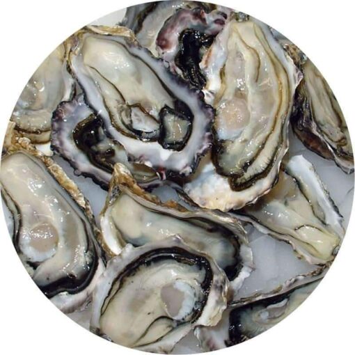 pacificoyster 7c398f57 0d8a 4f74 a26d b209671c145c 1